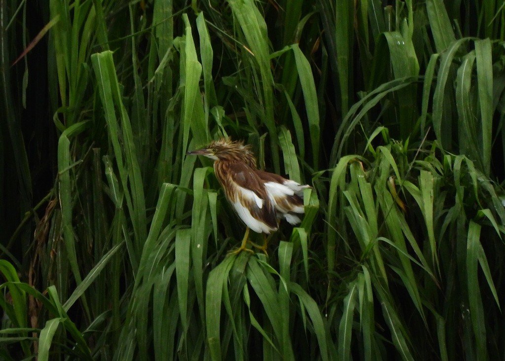 Malagasy Pond-Heron - ML647065852