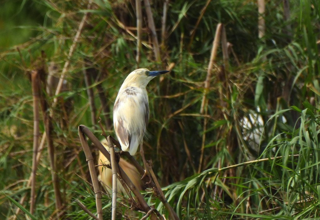 Malagasy Pond-Heron - ML647065853
