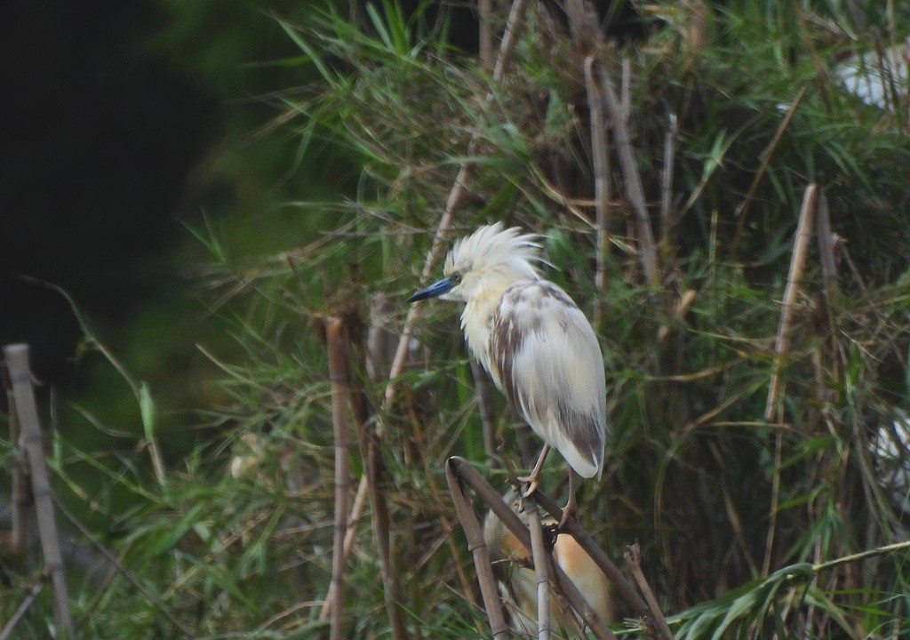 Malagasy Pond-Heron - ML647065854