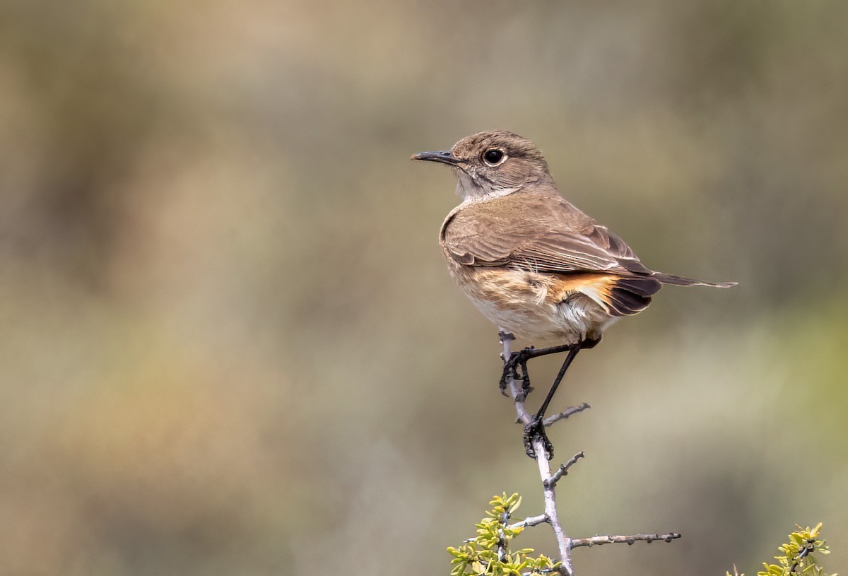 Sickle-winged Chat - ML647065855