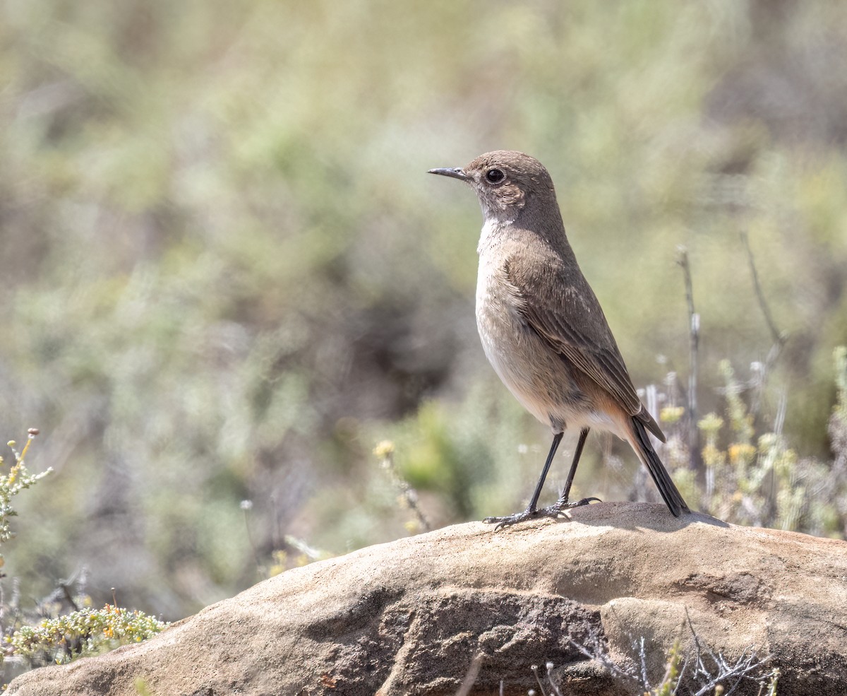 Sickle-winged Chat - ML647065856
