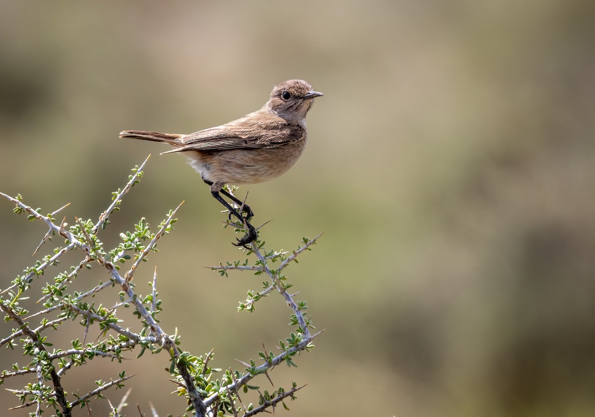 Sickle-winged Chat - ML647065857