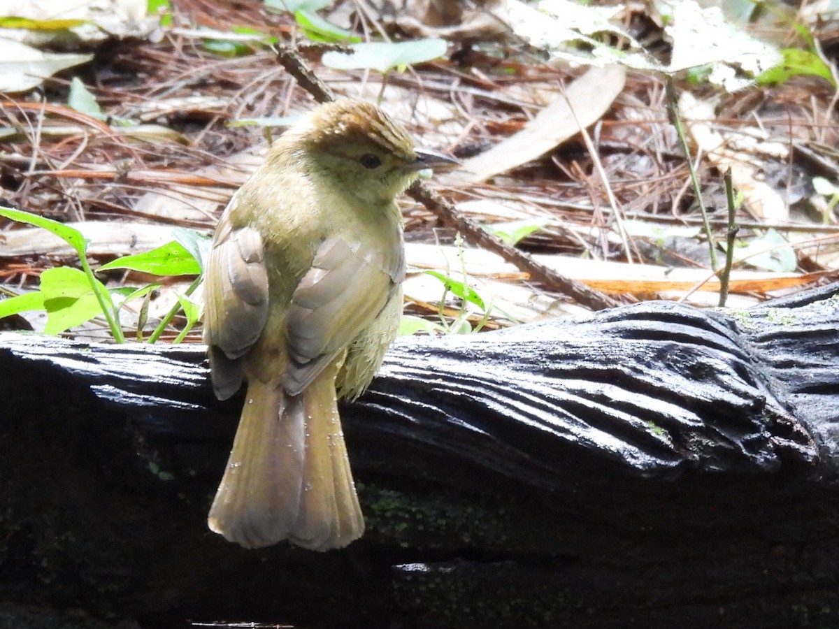 Olive Bulbul - ML647065858