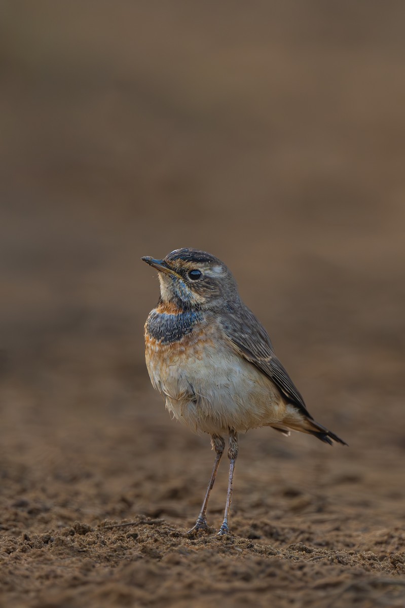 藍喉鴝 - ML647065859