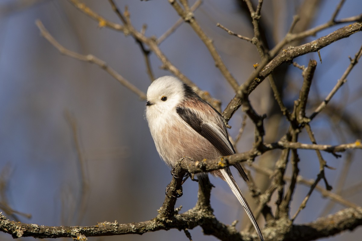 Long-tailed Tit - ML647065861