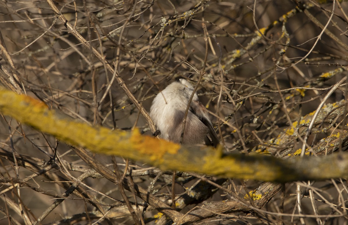 Long-tailed Tit - ML647065862