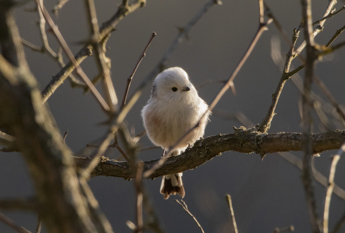 Long-tailed Tit - ML647065863