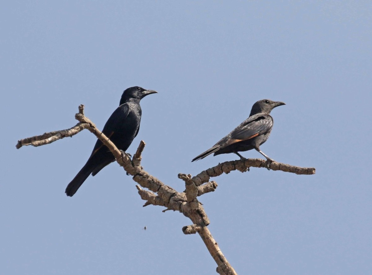 Tristram's Starling - ML647065864