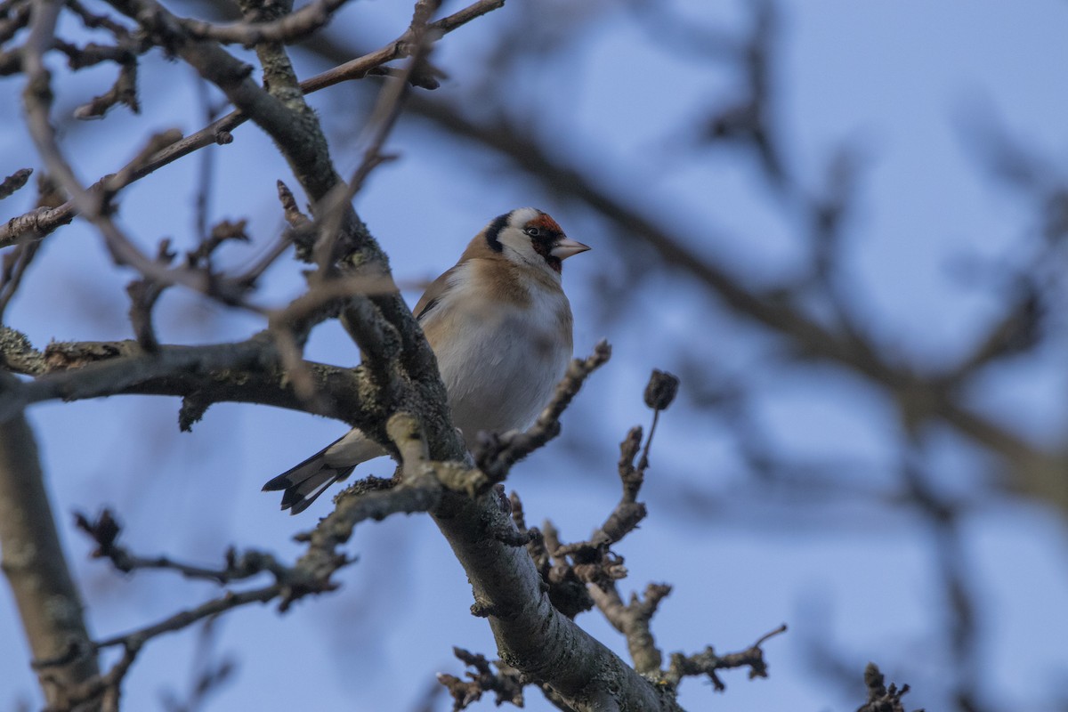 European Goldfinch - ML647065865