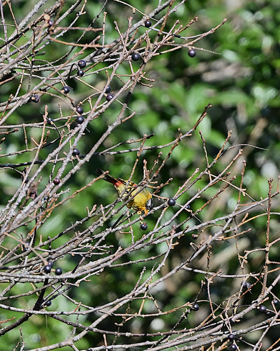 Silver-eared Mesia - ML647065866