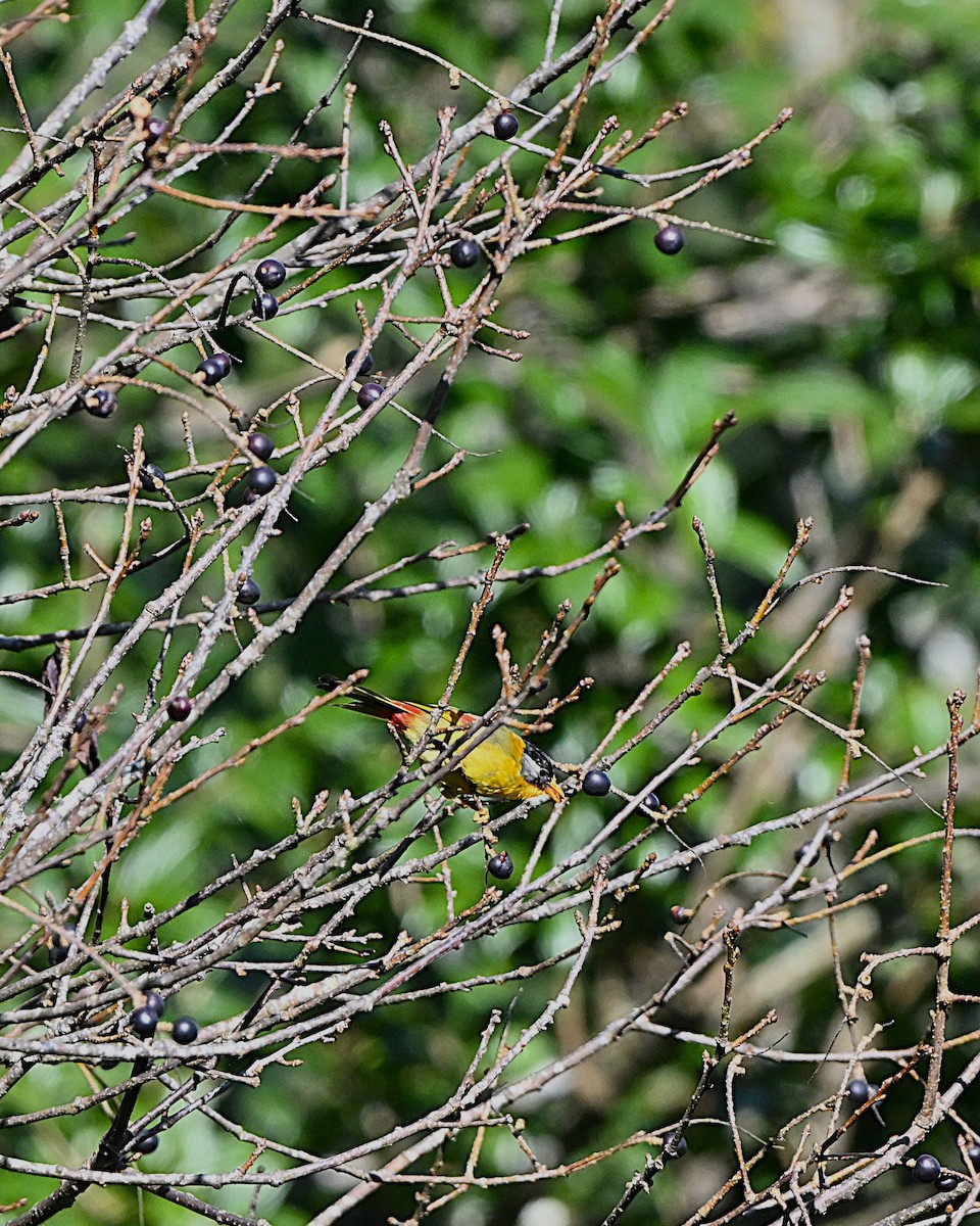 Silver-eared Mesia - ML647065867
