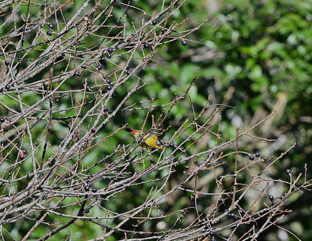 Silver-eared Mesia - ML647065868