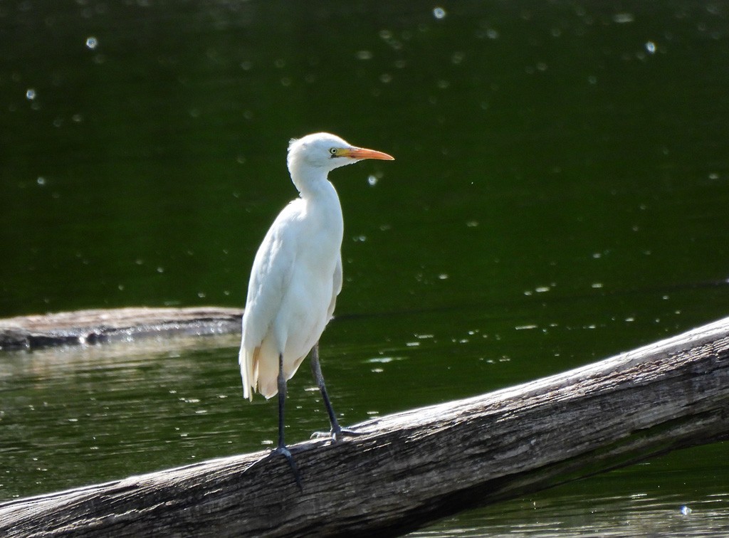 Western Cattle-Egret - ML647065869