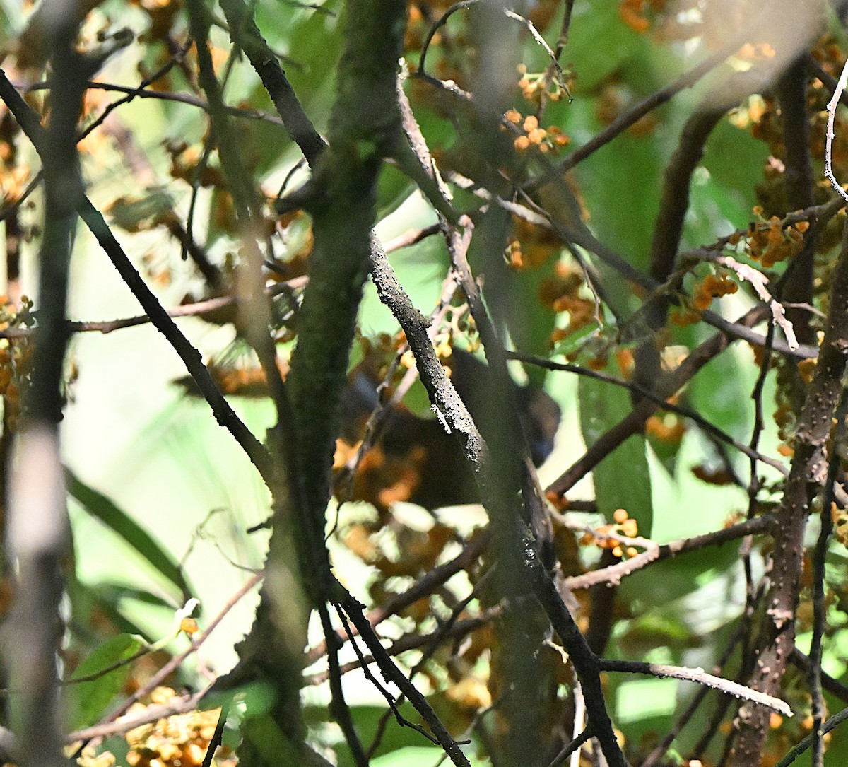 Blue-winged Laughingthrush - ML647065871
