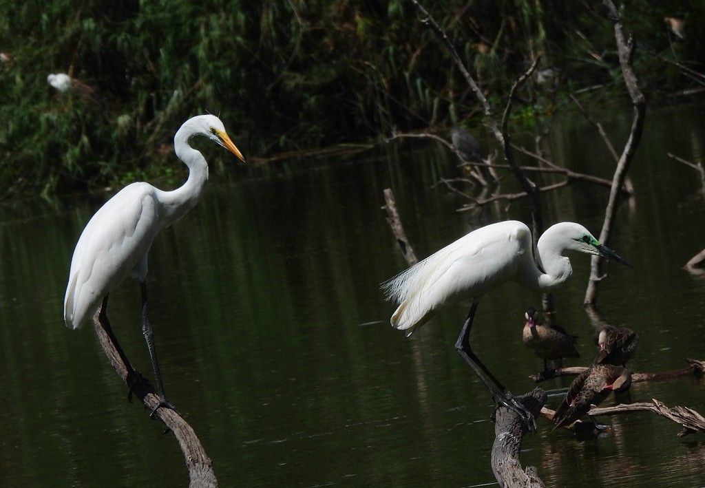 大白鷺 - ML647065873