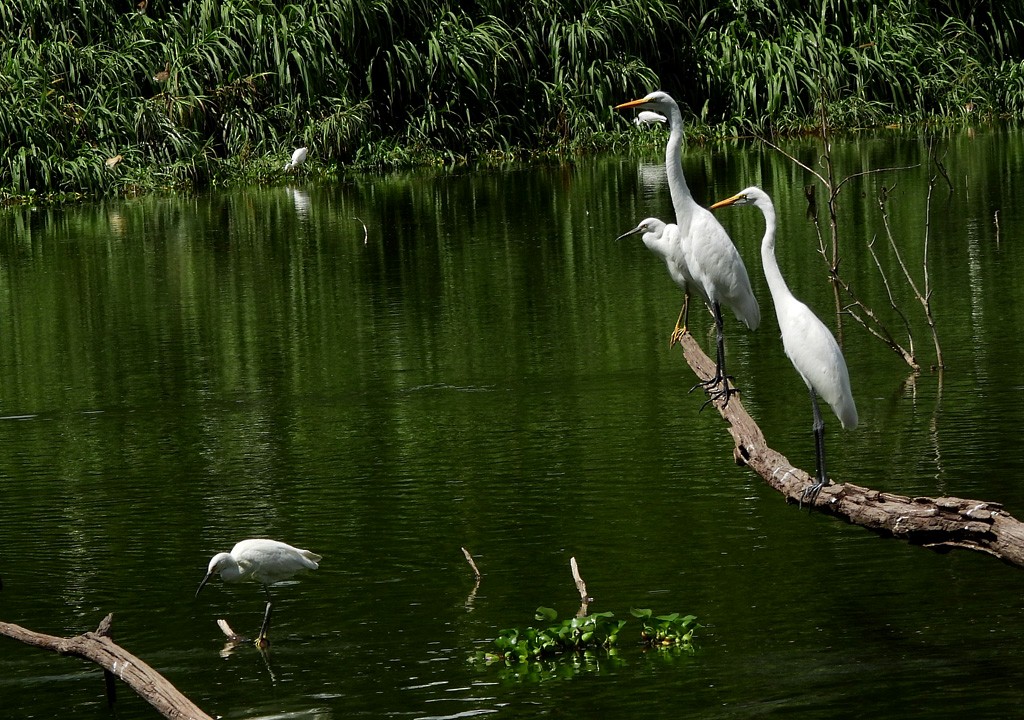 Большая белая цапля - ML647065874