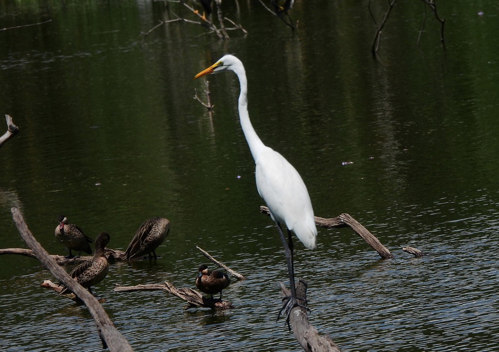 Большая белая цапля - ML647065875