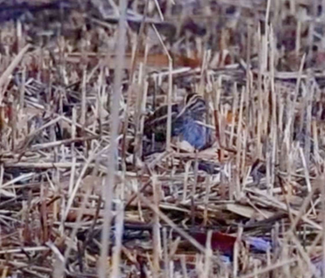 Бичил хараалж - ML647065876