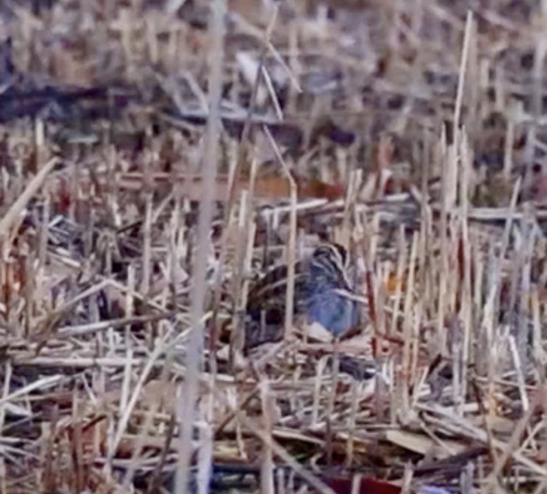 Бичил хараалж - ML647065877