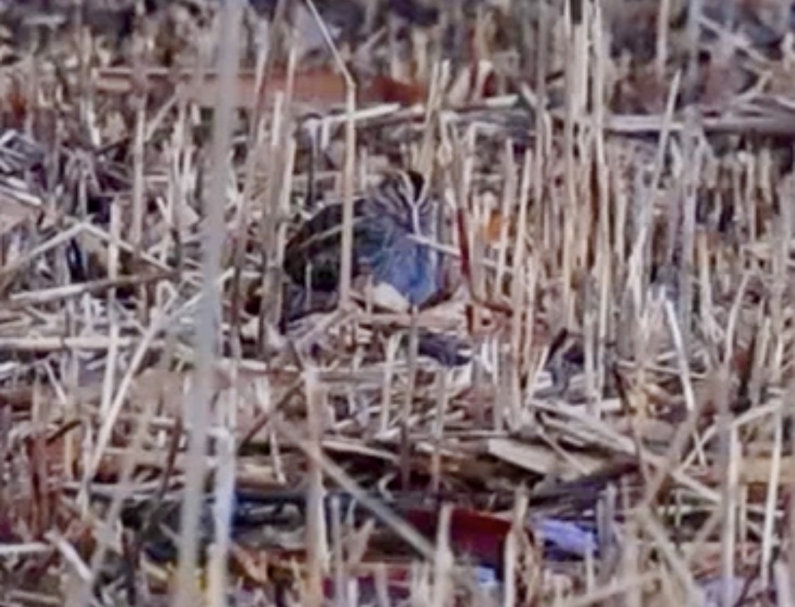 Бичил хараалж - ML647065878