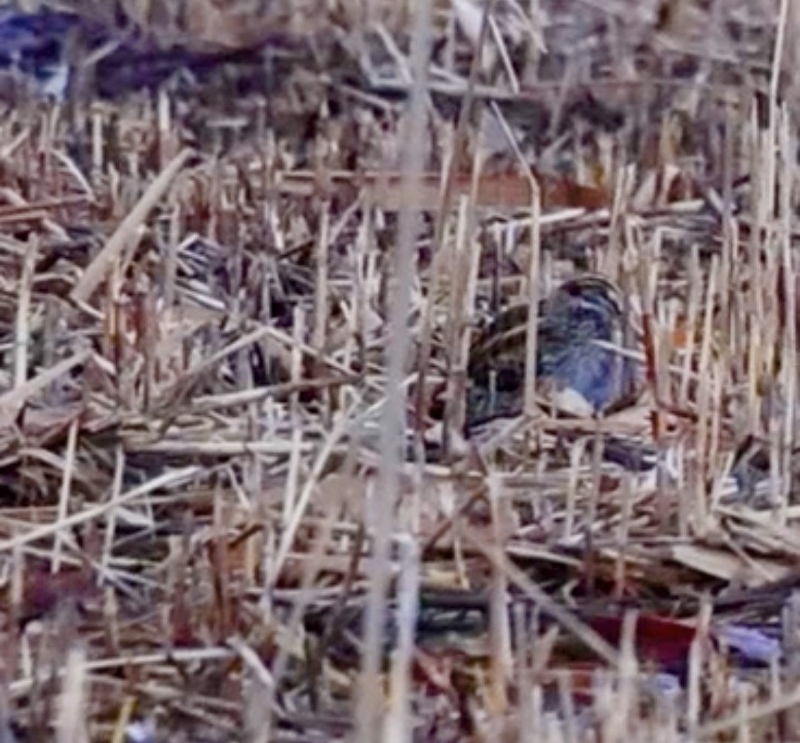 Бичил хараалж - ML647065879