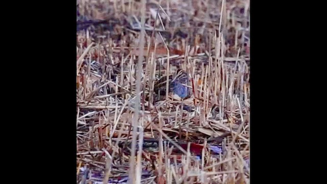 slučka malá - ML647065880