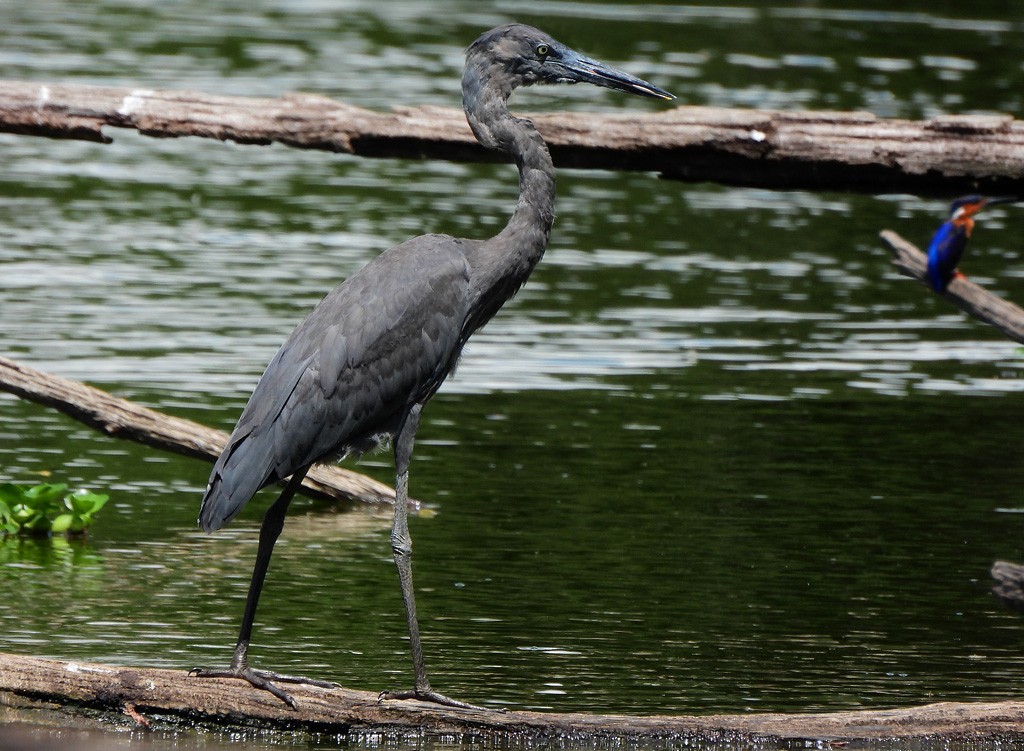 Мадагаскарская цапля - ML647065888