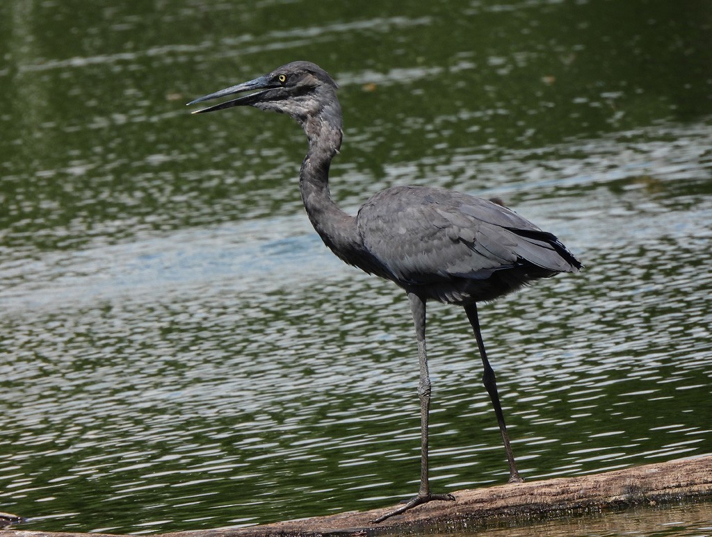 Мадагаскарская цапля - ML647065889