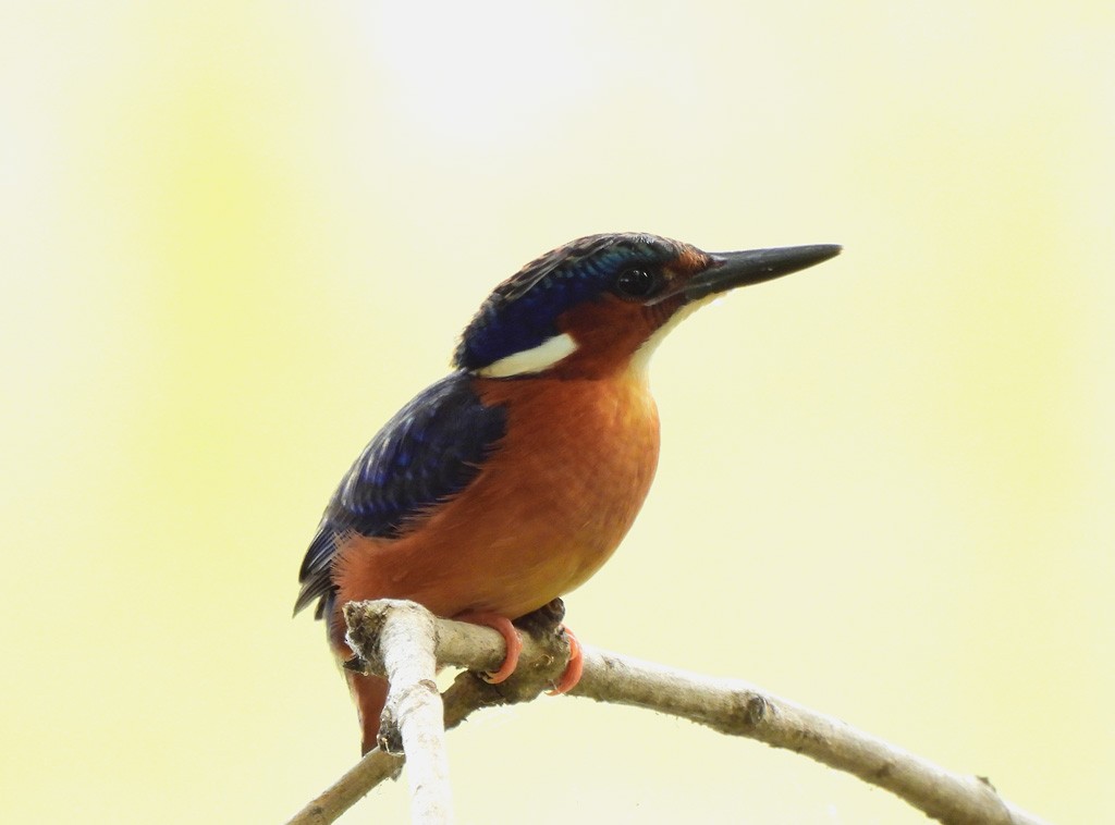 Черноклювый зимородок - ML647065893