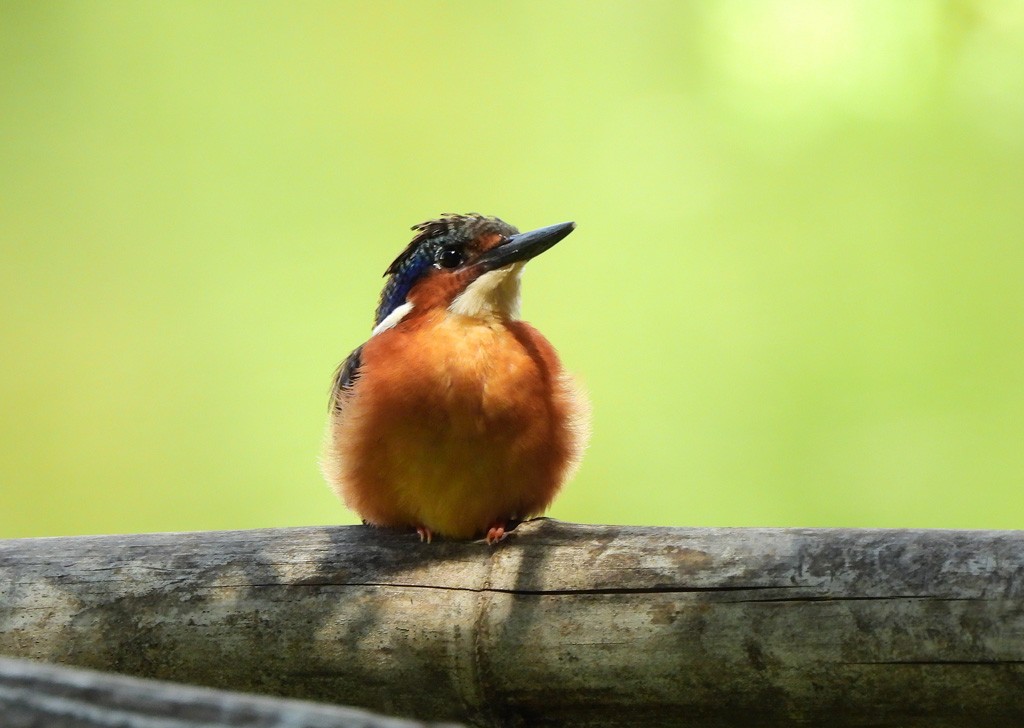 Черноклювый зимородок - ML647065894