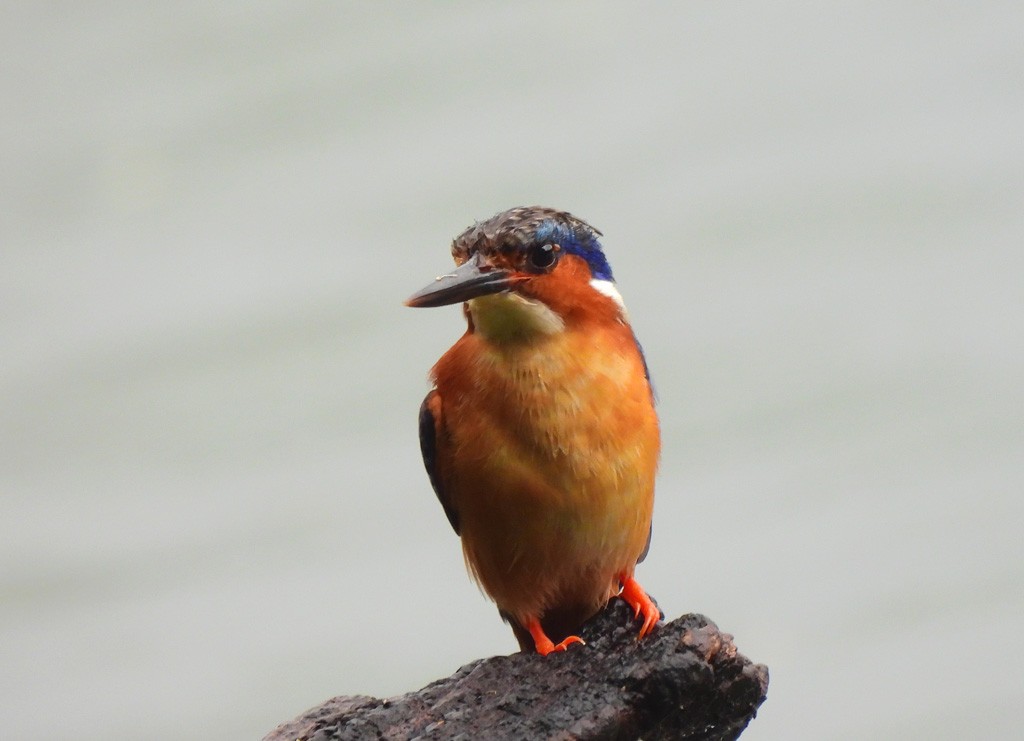 Черноклювый зимородок - ML647065895