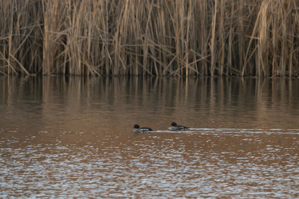 Common Goldeneye - ML647065897