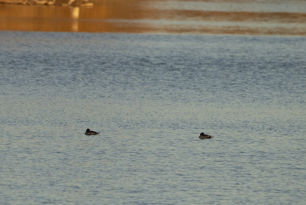 Common Goldeneye - ML647065898
