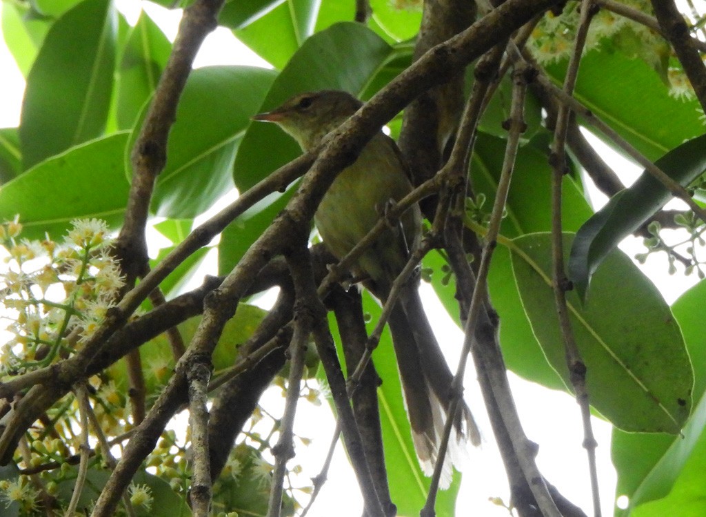 Malagasy Brush-Warbler - ML647065901