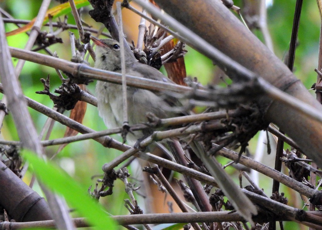 Malagasy Brush-Warbler - ML647065902