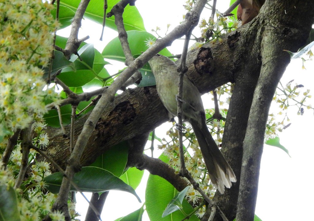 Malagasy Brush-Warbler - ML647065903