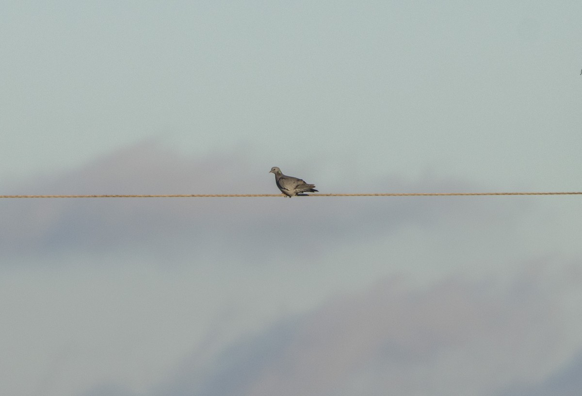 Stock Dove - ML647065904