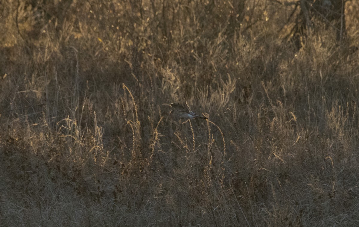 Eurasian Sparrowhawk - ML647065906