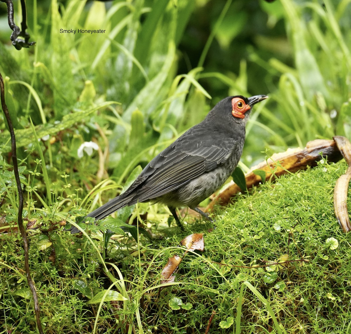 Smoky Honeyeater - ML647065907