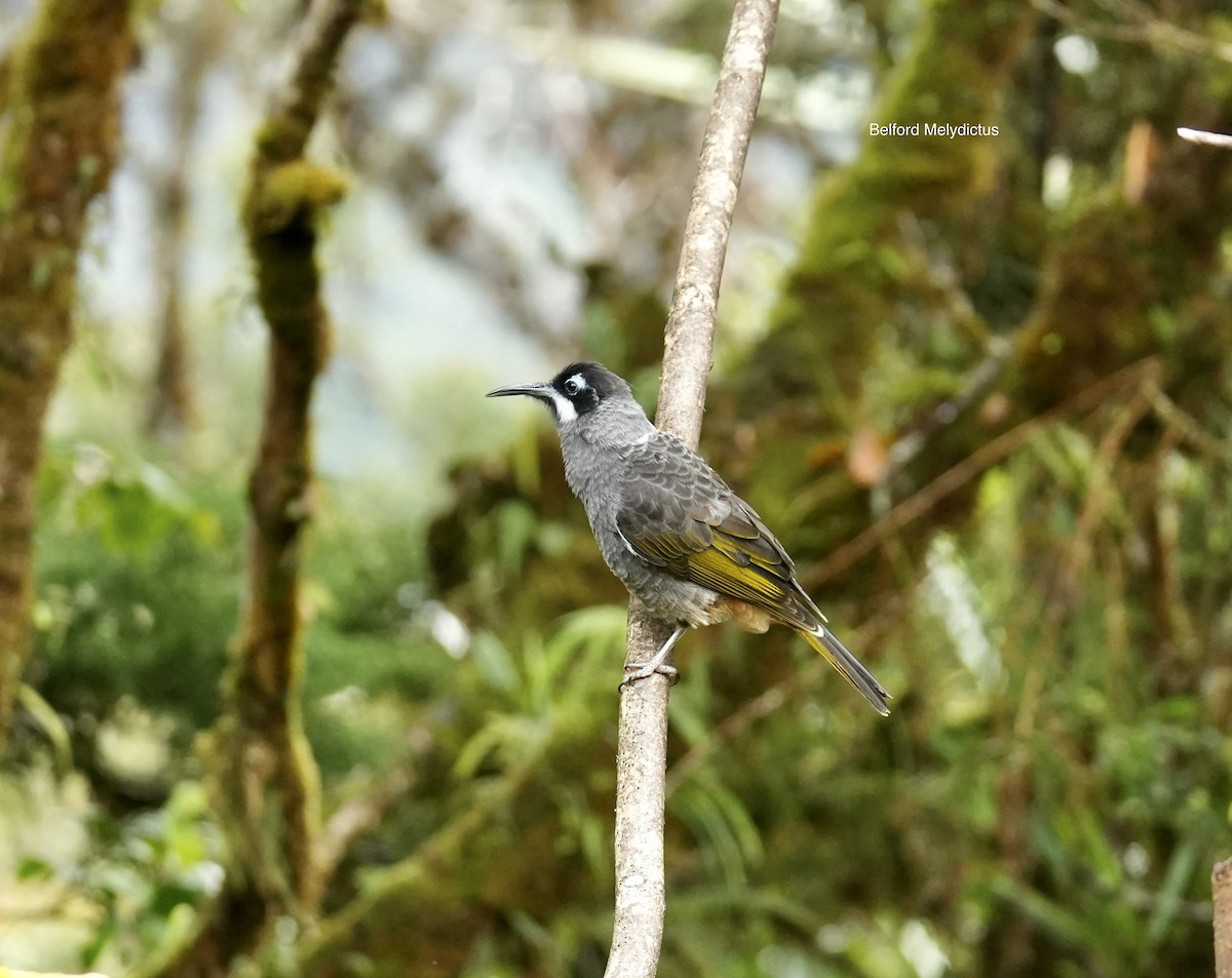 Belford's Melidectes - ML647065915