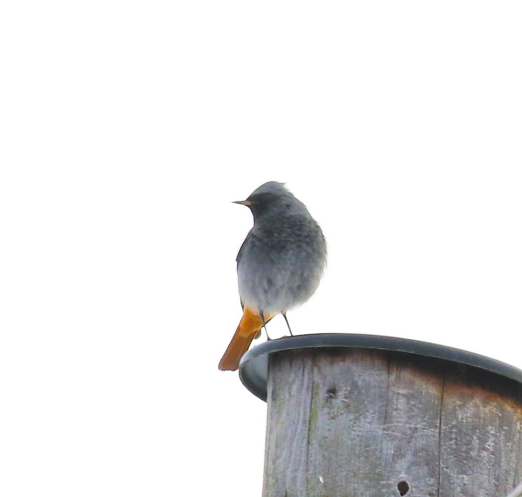 rehek domácí - ML647065920