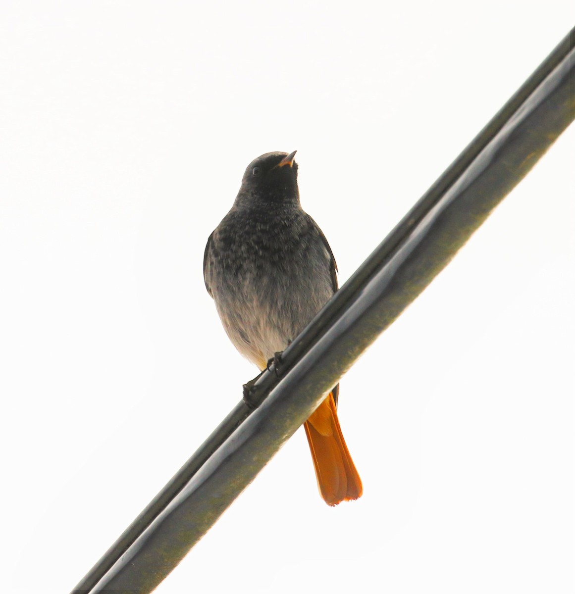 rehek domácí - ML647065921