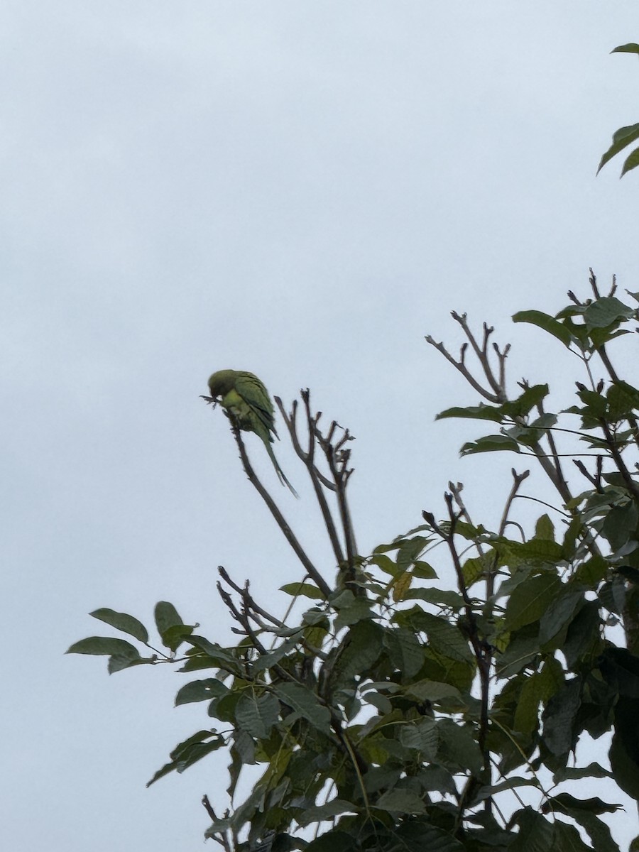 紅領綠鸚鵡 - ML647065923