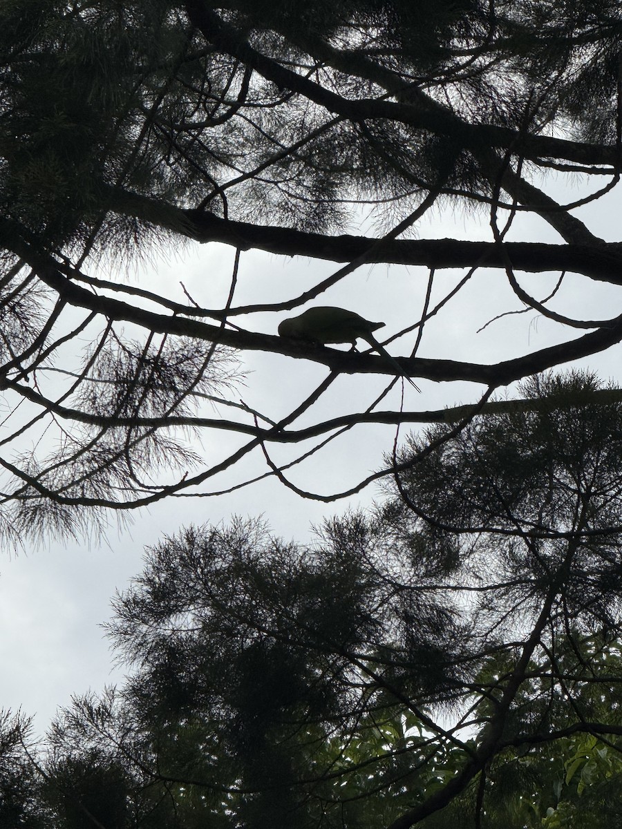 紅領綠鸚鵡 - ML647065926