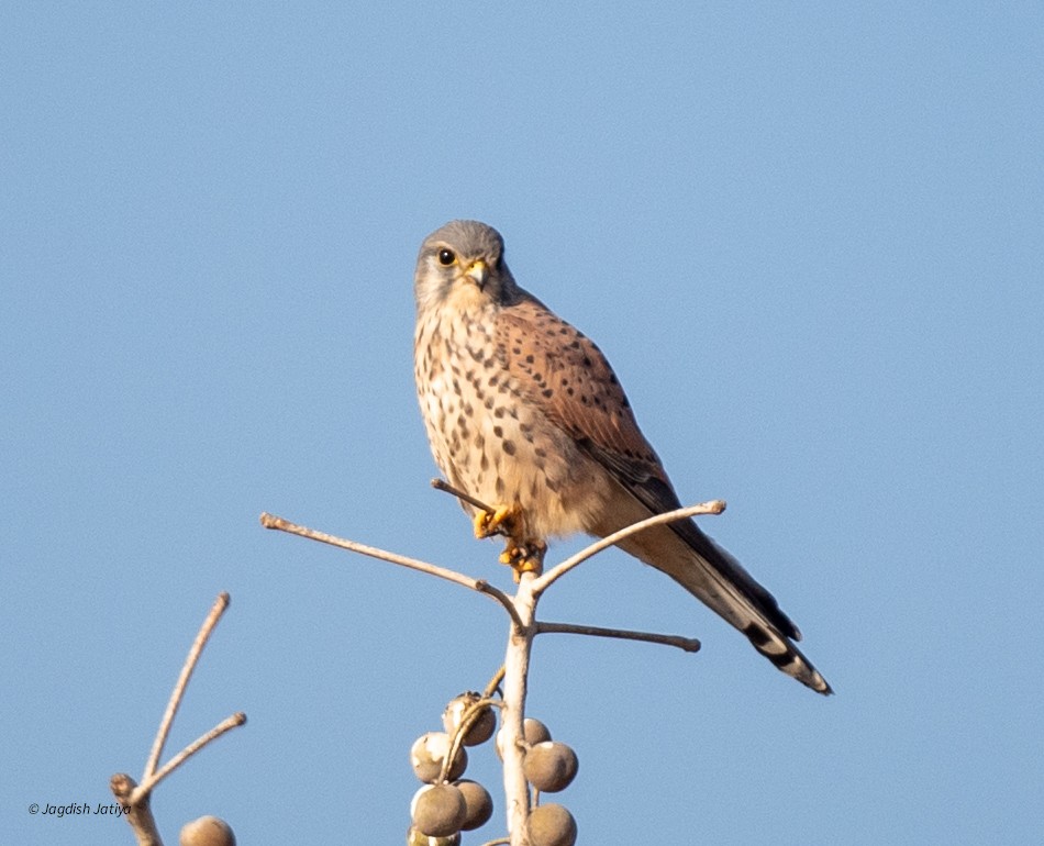 בז מצוי - ML647065930