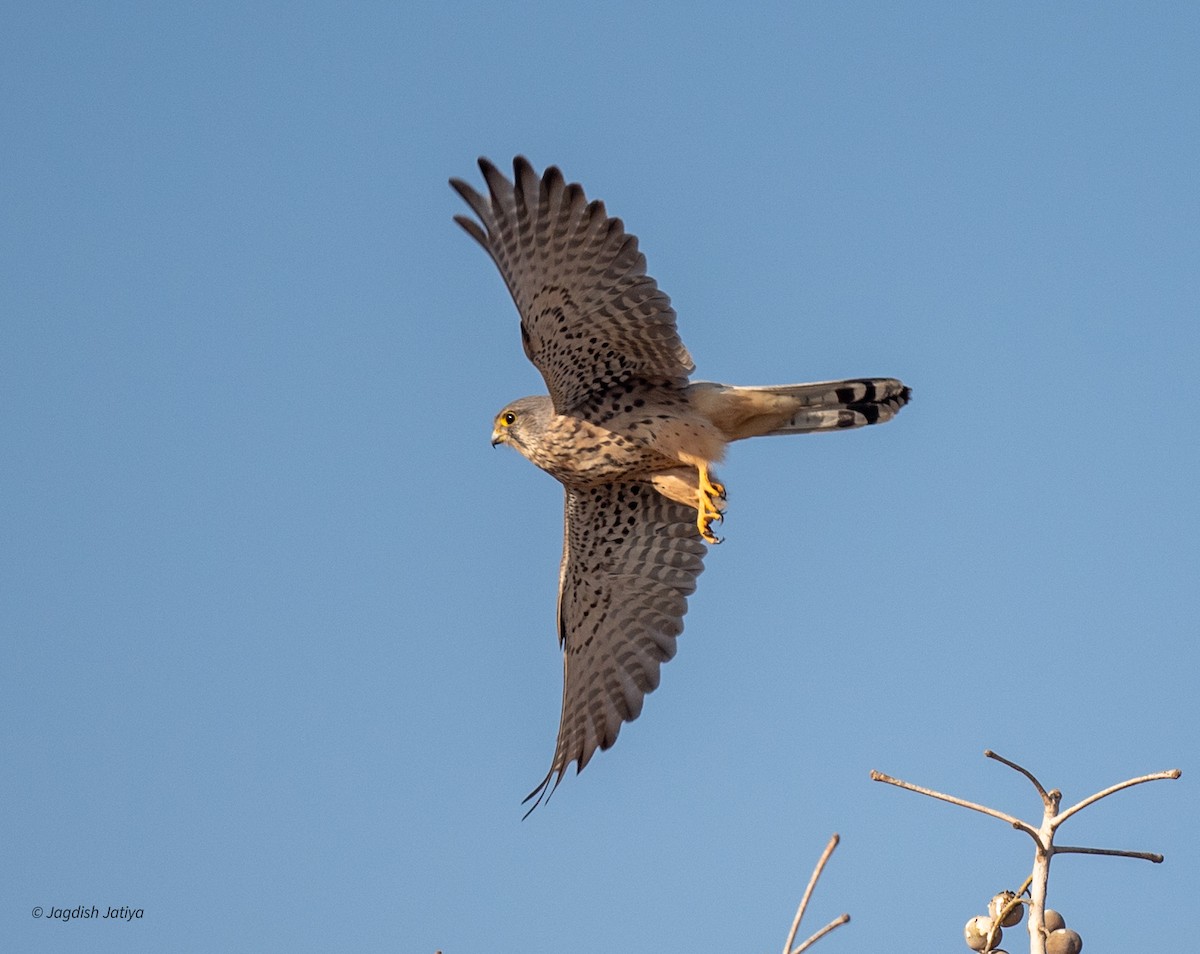 בז מצוי - ML647065931