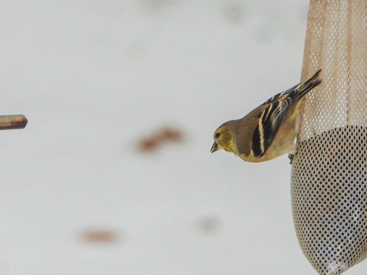 Altın İskete - ML647065933