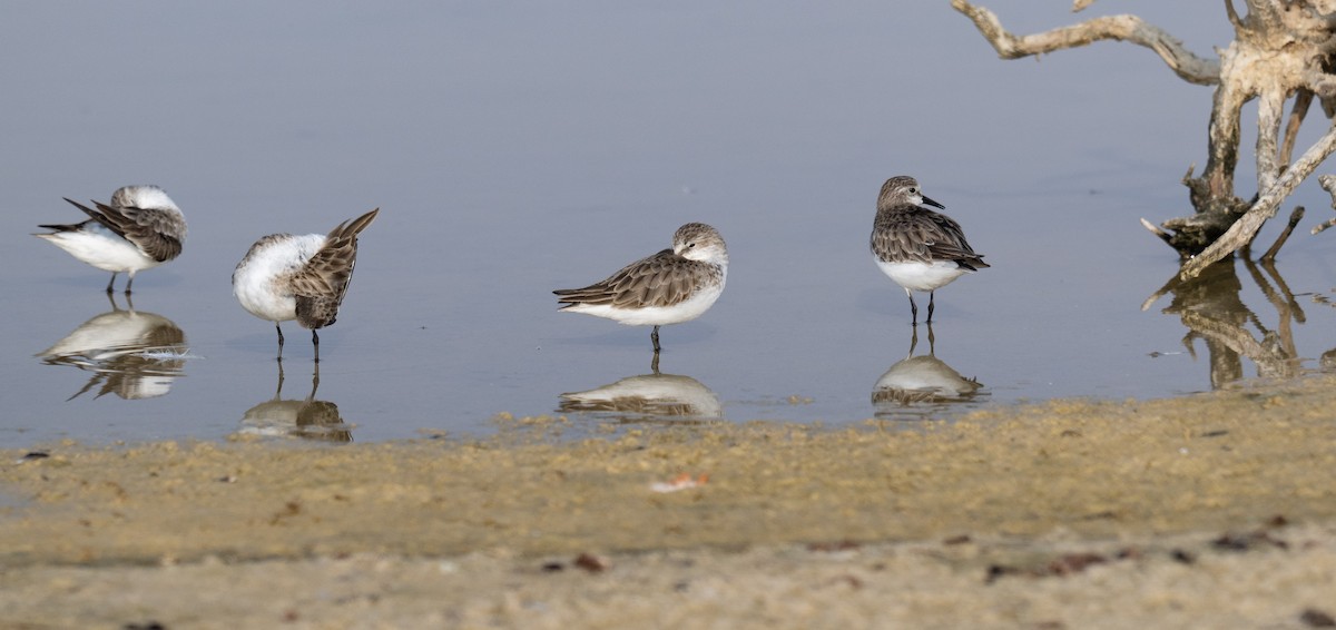 ヨーロッパトウネン - ML647065936