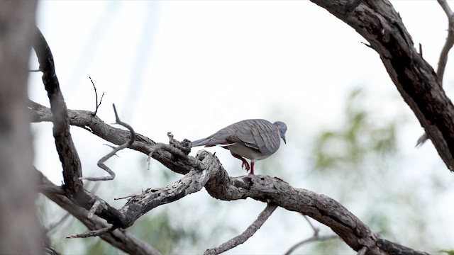 holoubek bronzovohřbetý - ML647065938