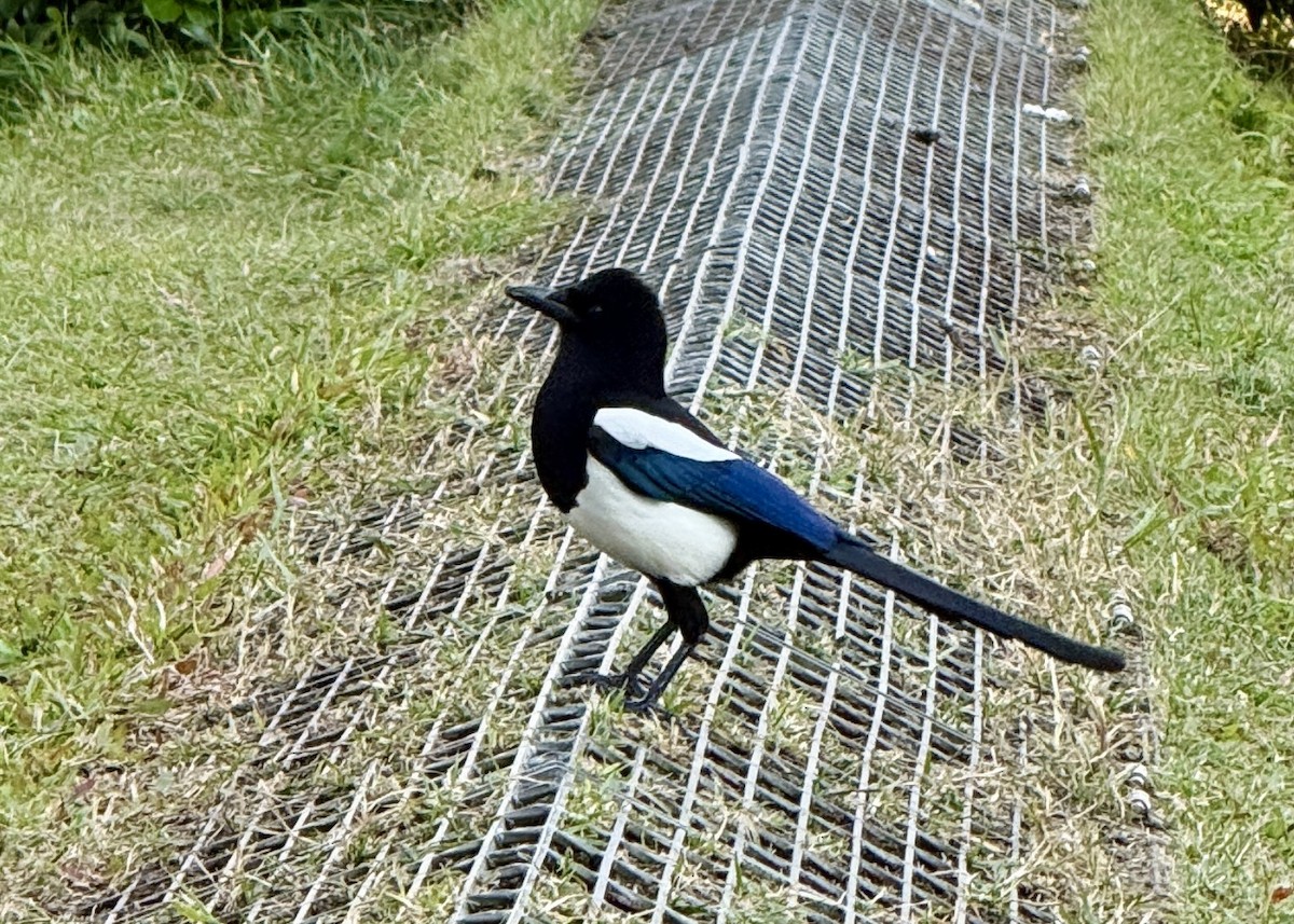 Orientelster - ML647065944